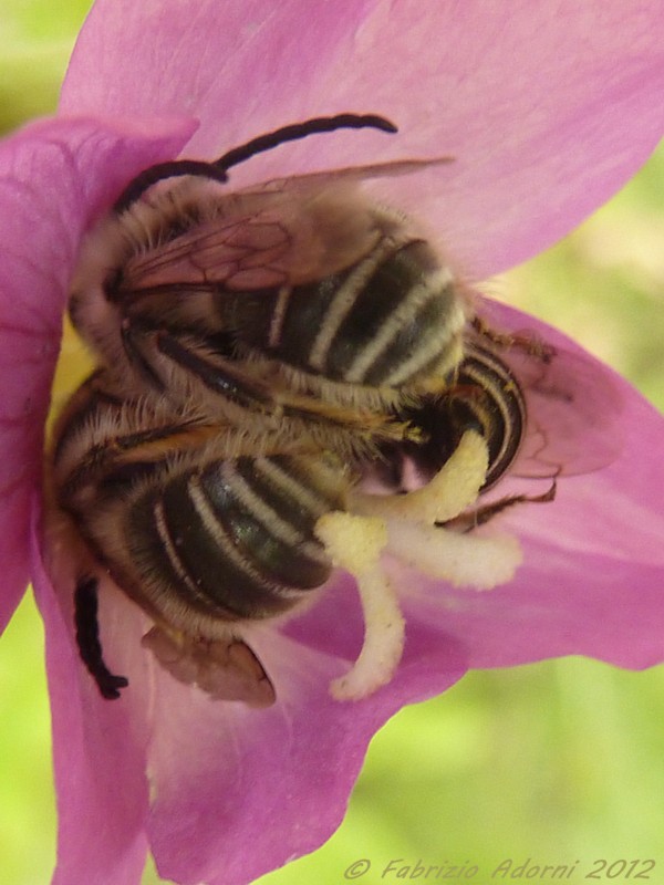 Hymenoptera? S, Apidae: Eucera sp., maschi